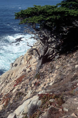 Point Lobos