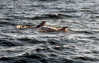 Risso's Dolphin