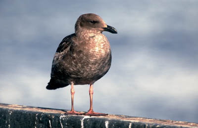 Western Gull