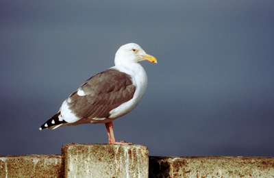 Western Gull