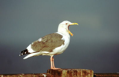 Western Gull