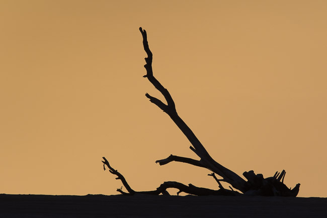 Driftwood at Praia de Chaves, Boa Vista, Cape Verde