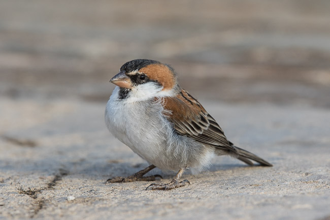 Iago Sparrow, Boa Vista, Cape Verde