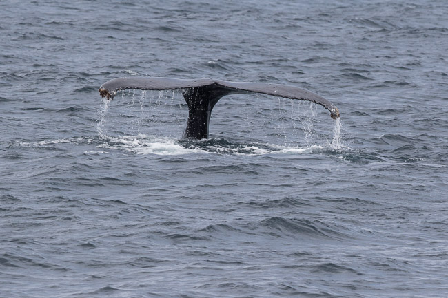 Male Humpback Whale, Boa Vista, Cape Verde