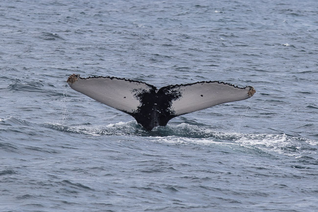 Male Humpback Whale, Boa Vista, Cape Verde