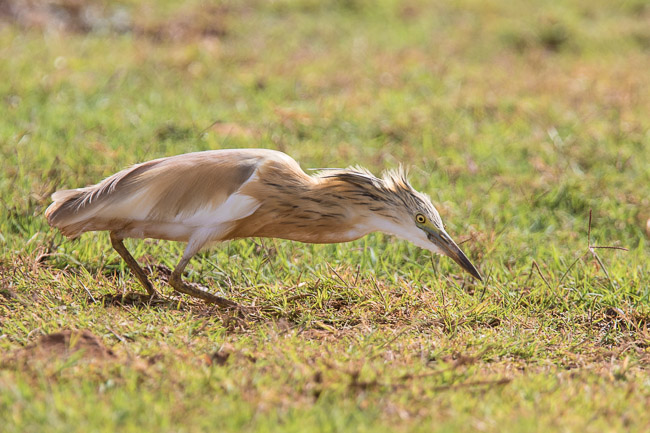Hunting Squacco Heron, Boa Vista, Cape Verde