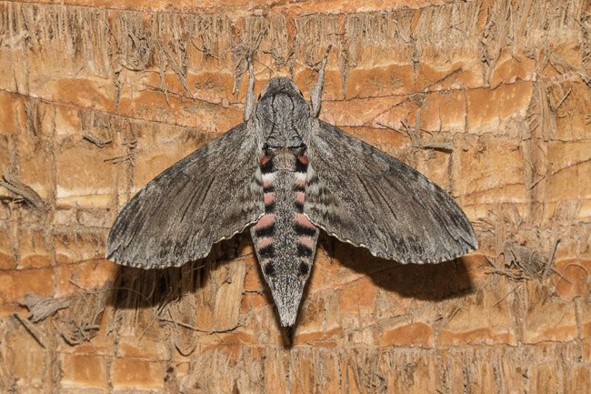 Convolvulus Hawk-moth, Boa Vista, Cape Verde