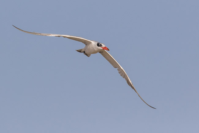 Caspian Tern, Rabil Lagoon, Boa Vista, Cape Verde