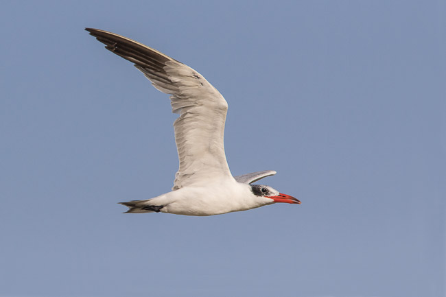 Caspian Tern, Rabil Lagoon, Boa Vista, Cape Verde