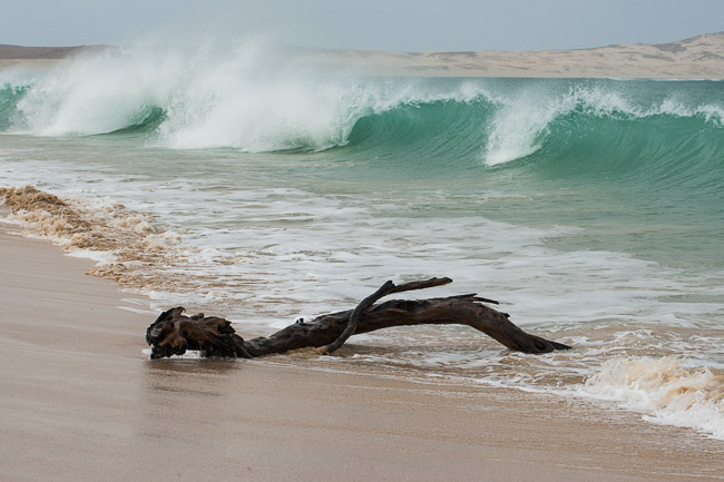 Waves and driftwood on Praia de Chaves, Boa Vista, Cape Verde
