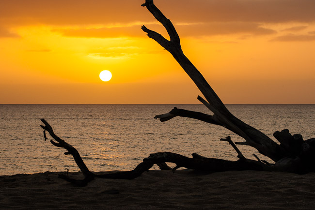Sunset and driftwood at Praia de Chaves, Boa Vista, Cape Verde
