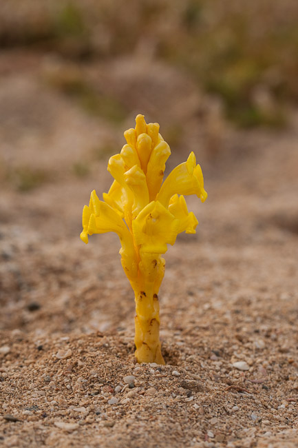 Yellow-flowering Desert Broomrape (Cistanche deserticola) at Praia de Chaves, Boa Vista, Cape Verde