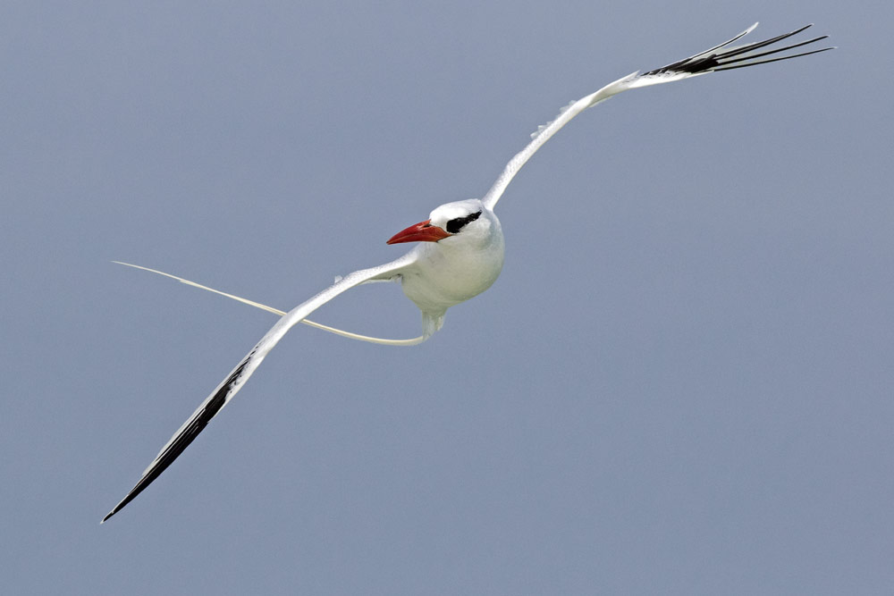 Red-billed Tropicbird