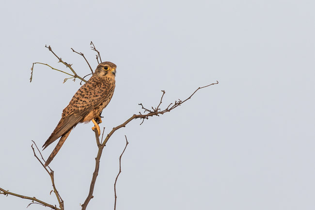 Alexander's Kestrel (Falco tinnunculus alexandri), Boa Vista, Cape Verde