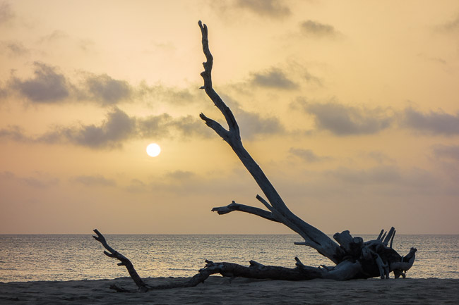 Sunset and driftwood at Praia de Chaves, Boa Vista, Cape Verde