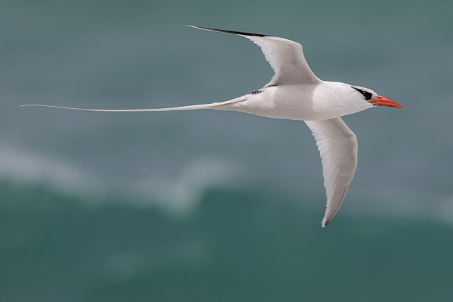 Red-billed Tropicbird (Phaethon aethereus), Boa Vista, Cape Verde