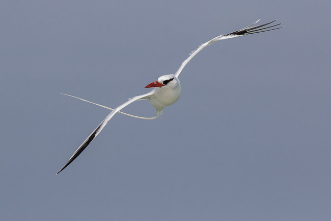 Red-billed Tropicbird (Phaethon aethereus), Boa Vista, Cape Verde