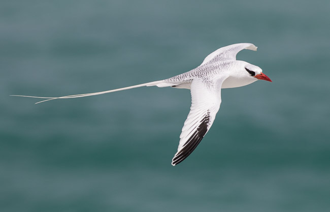 Red-billed Tropicbird (Phaethon aethereus), Boa Vista, Cape Verde