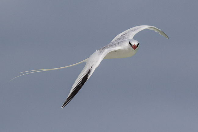 Red-billed Tropicbird (Phaethon aethereus), Boa Vista, Cape Verde