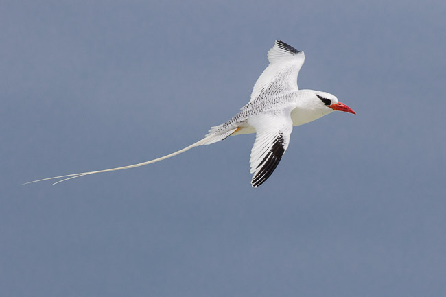 Red-billed Tropicbird (Phaethon aethereus), Boa Vista, Cape Verde
