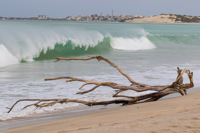 Driftwood on Praia de Chaves, with Sal Rei in the background, Boa Vista, Cape Verde