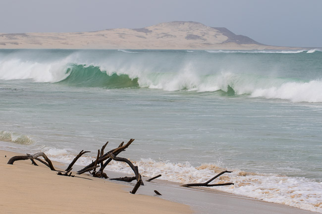 Driftwood on Praia de Chaves, Boa Vista, Cape Verde