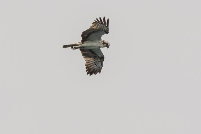 Osprey, Boa Vista, Cape Verde