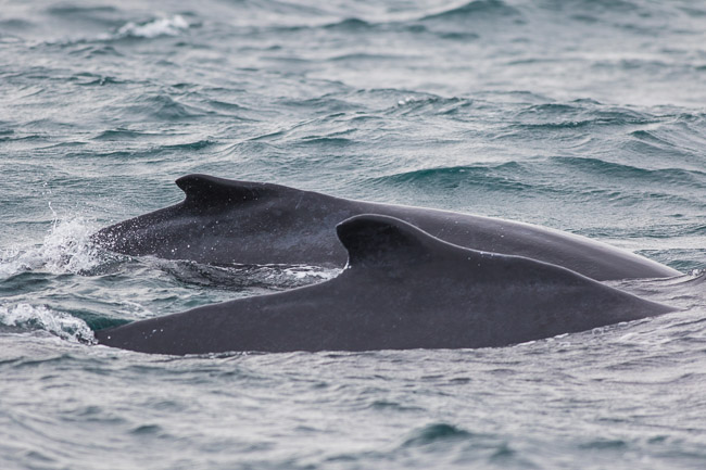Adult female Humpback Whale (Megaptera novaeangliae) with calf, Boa Vista, Cape Verde