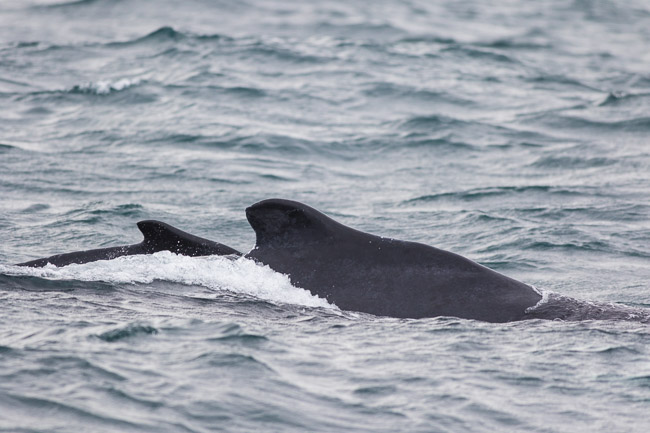Adult female Humpback Whale (Megaptera novaeangliae) with calf, Boa Vista, Cape Verde