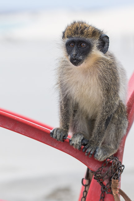 Vervet Monkey (Chlorocebus pygerythrus) chained to a chair, Boa Vista, Cape Verde