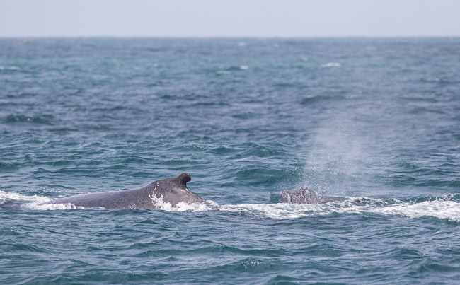Adult female Humpback Whale (Megaptera novaeangliae) with calf, Boa Vista, Cape Verde