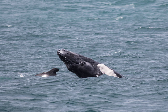 Adult female Humpback Whale (Megaptera novaeangliae) with calf, Boa Vista, Cape Verde
