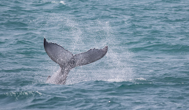 Humpback Whale (Megaptera novaeangliae) calf, Boa Vista, Cape Verde