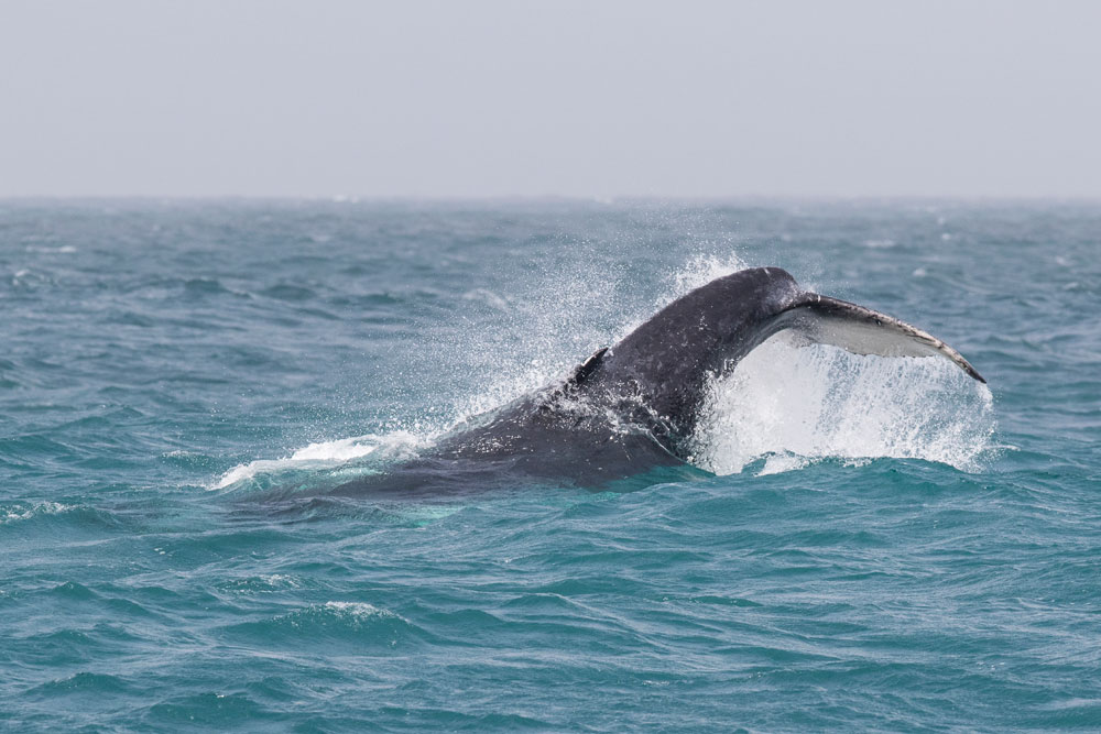 Humpback Whale calf