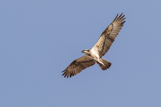Osprey with fish, Boa Vista, Cape Verde