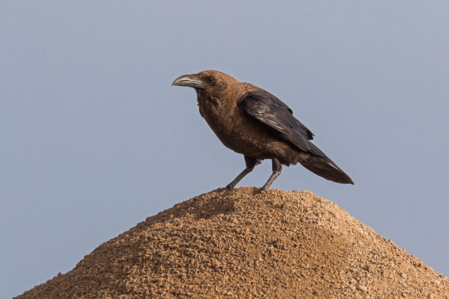 Brown-necked Raven, Boa Vista, Cape Verde