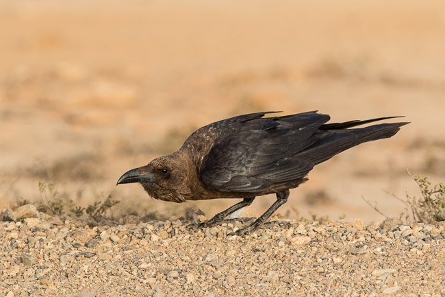 Brown-necked Raven, Boa Vista, Cape Verde