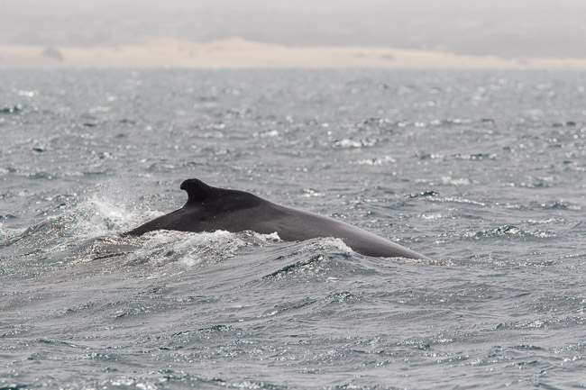 Hump-backed Whale, Boa Vista, Cape Verde