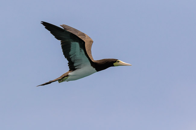 Brown Booby, Boa Vista, Cape Verde