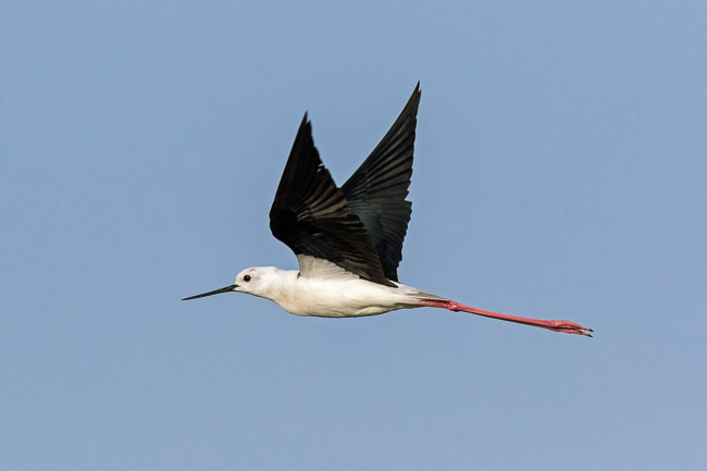 Black-winged Stilt in flight, Boa Vista, Cape Verde