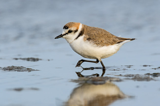 Kentish Plover, Boa Vista, Cape Verde