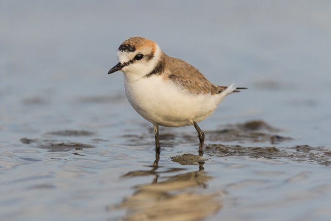 Kentish Plover, Boa Vista, Cape Verde