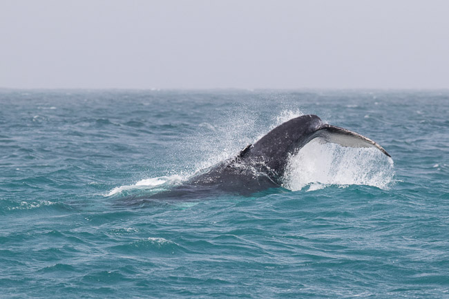 Hump-backed Whale calf tail lobbing, Boa Vista, Cape Verde