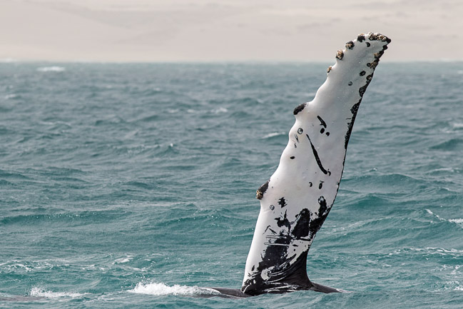Pectoral fin of female Hump-backed Whale, Boa Vista, Cape Verde