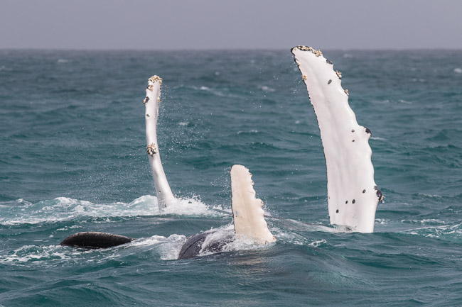 Pectoral fins of female Hump-backed Whale plus calf, Boa Vista, Cape Verde