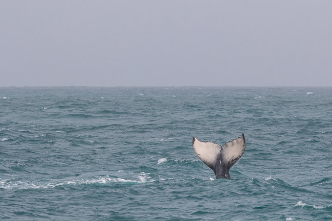 Tail of Hump-backed Whale calf, Boa Vista, Cape Verde