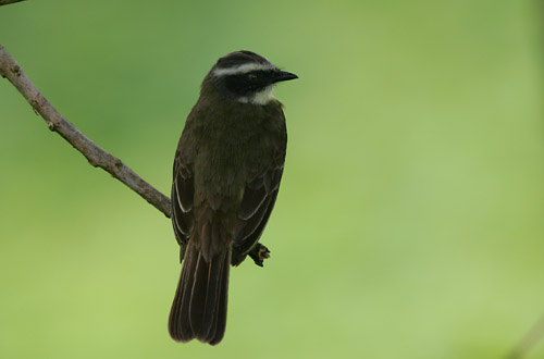 Sociable Flycatcher