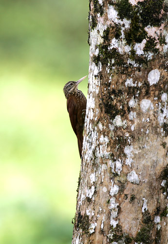 Straight-billed Woodcreeper