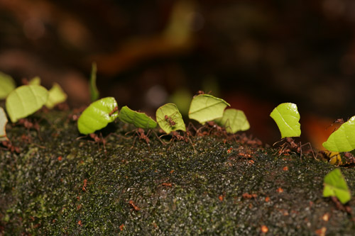 Leaf-cutter ants