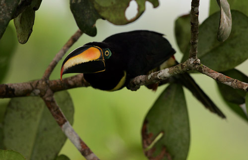 Many-banded Aracari